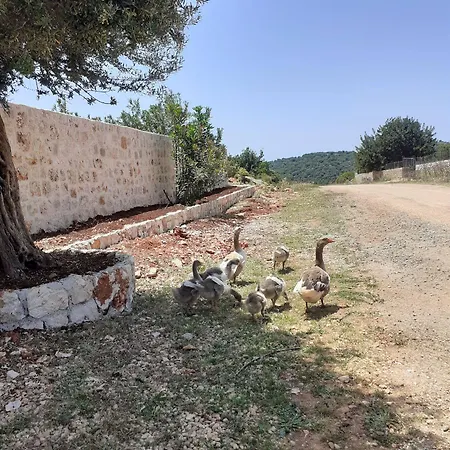 Lacitrus And Otel Kaş